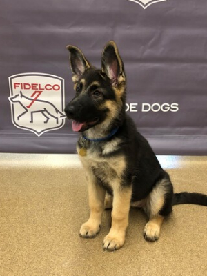 Twelve-week-old Fidelco guide dog puppy "Denise" in front of Fidelco banner
